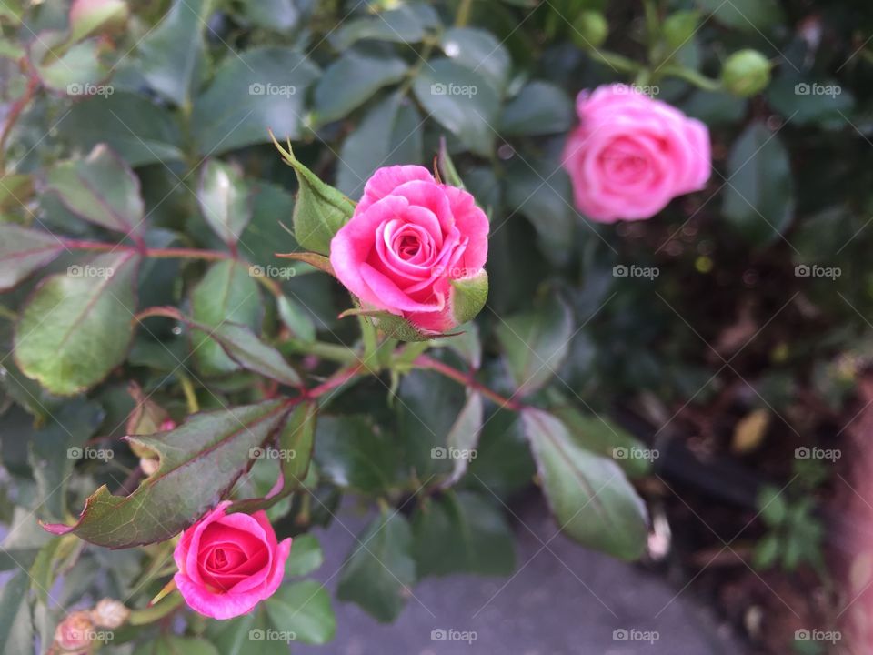 Roses in the bush