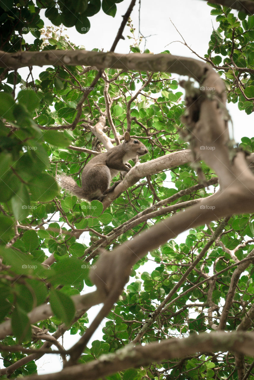 Squirrel in a Tree at Calloway Gardens in Georgia 