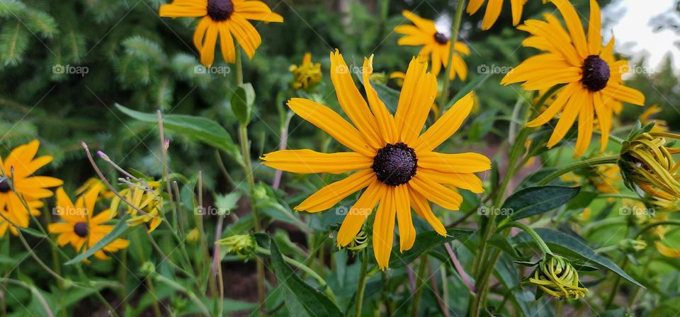 yellow flowers