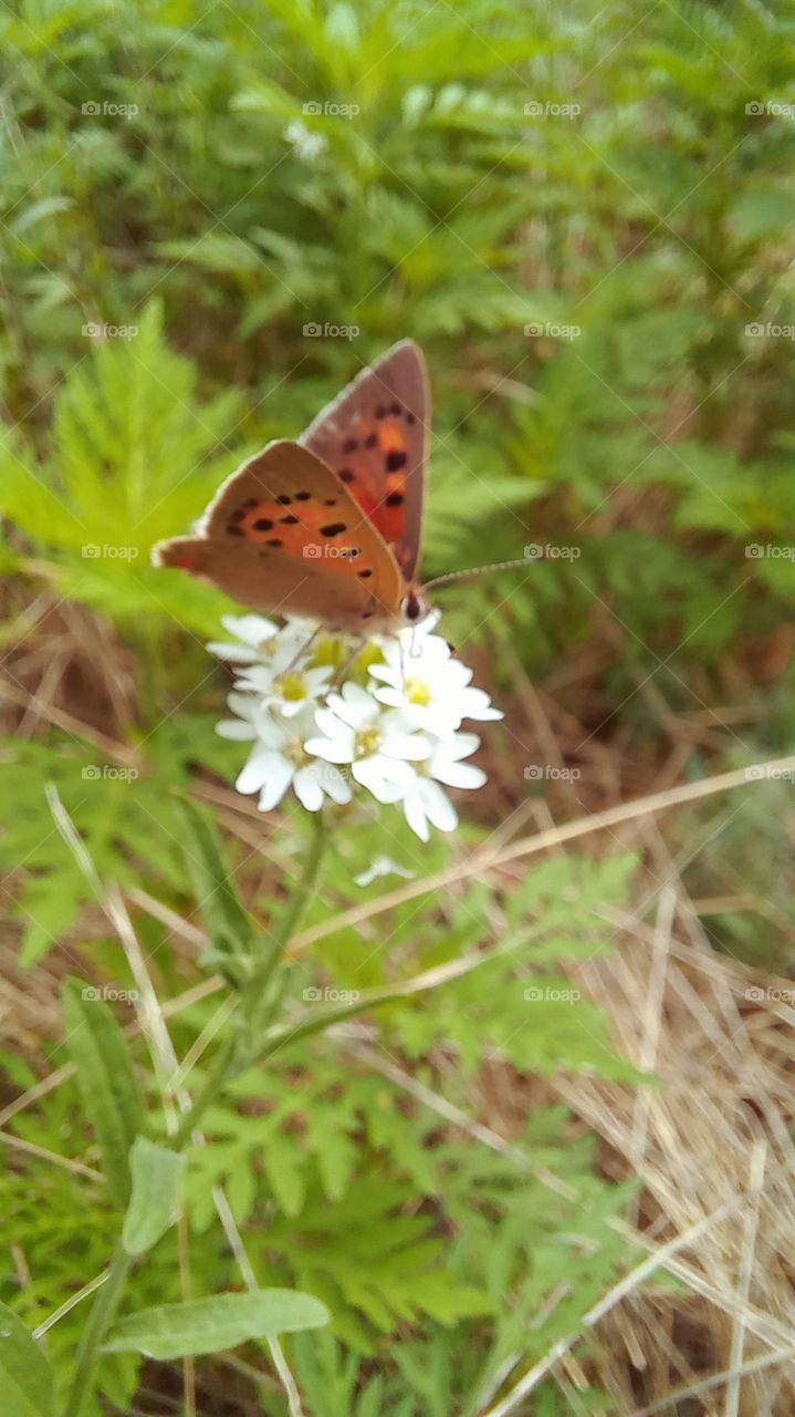 butterfly on a flower