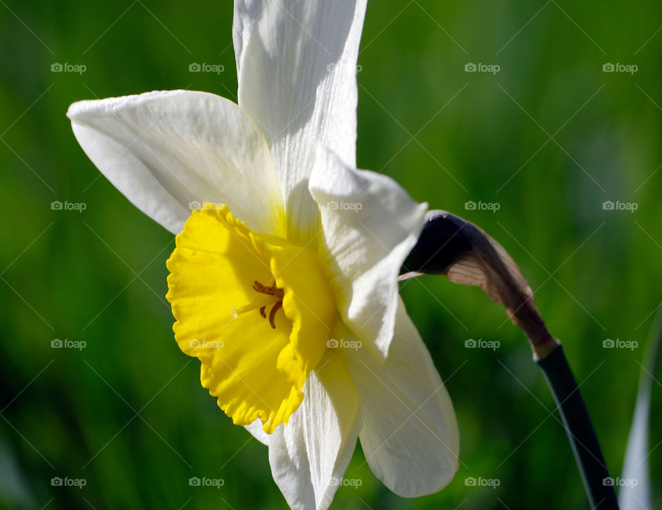 Close-up of daffodil growing outdoors in Berlin, Germany.