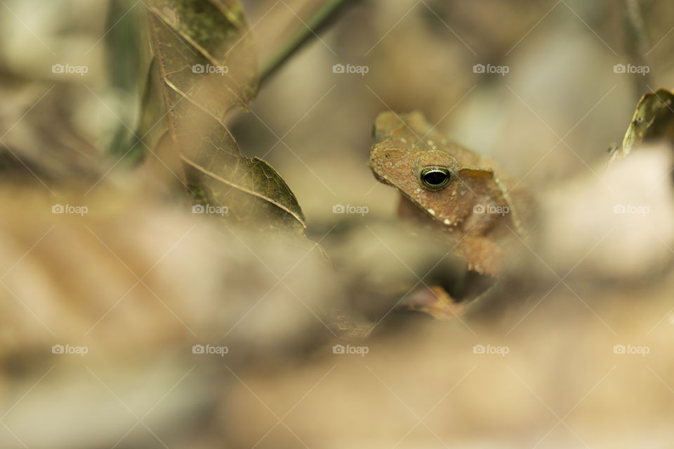 Close-up and macro.