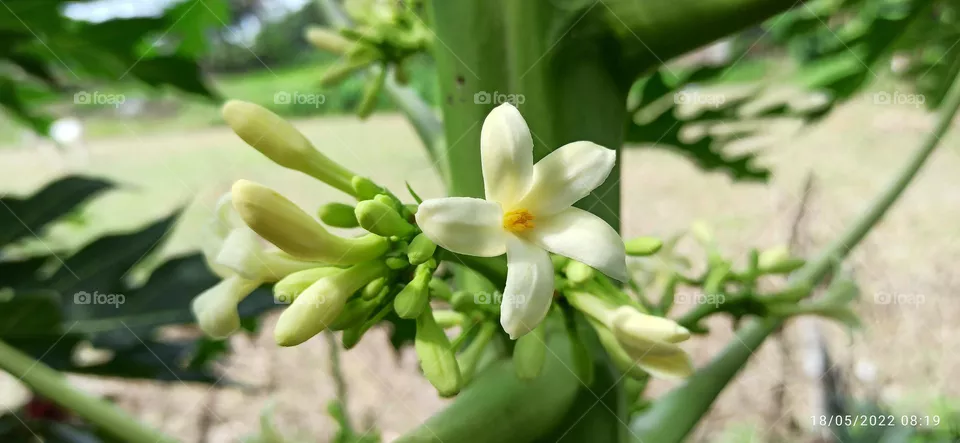 Beauty of Flowers