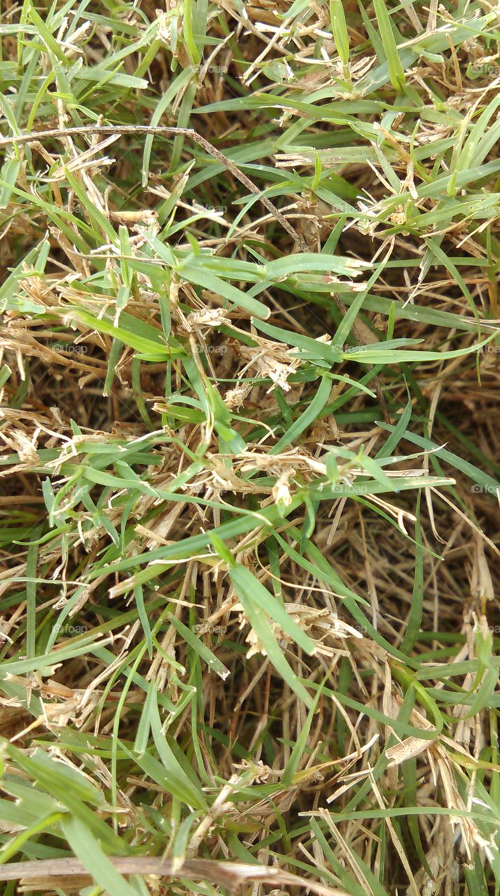 Close up of grass