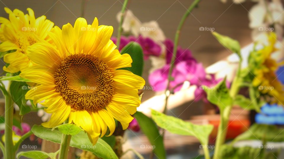 Sunflower in the middle of orchids
