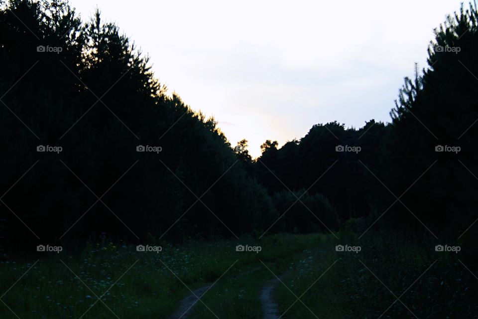 Road in the forest