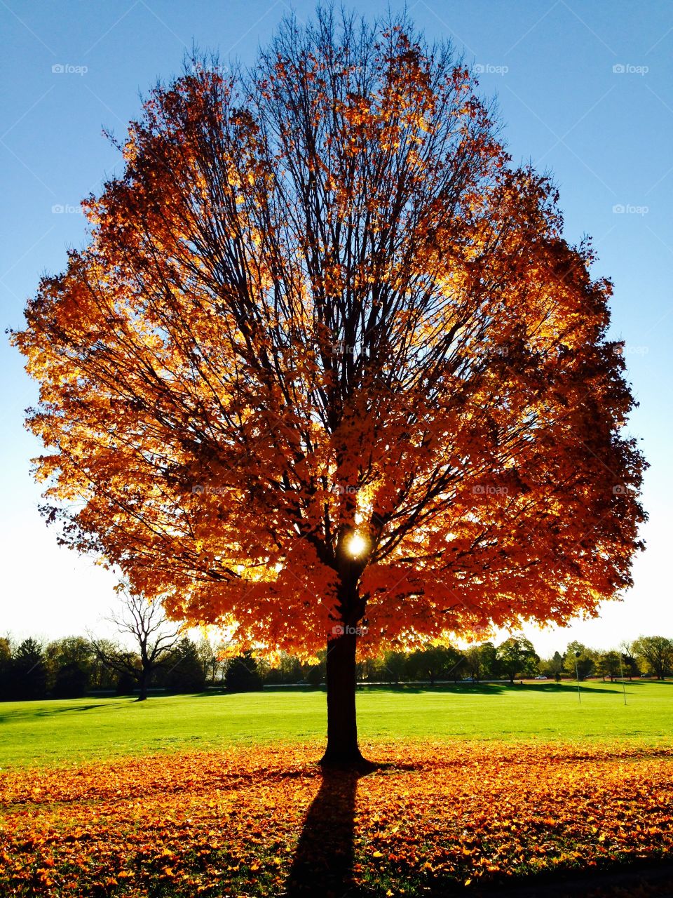View of a autumn tree