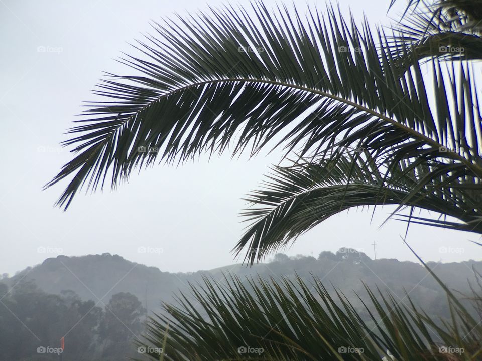 Palm. Foggy Park 