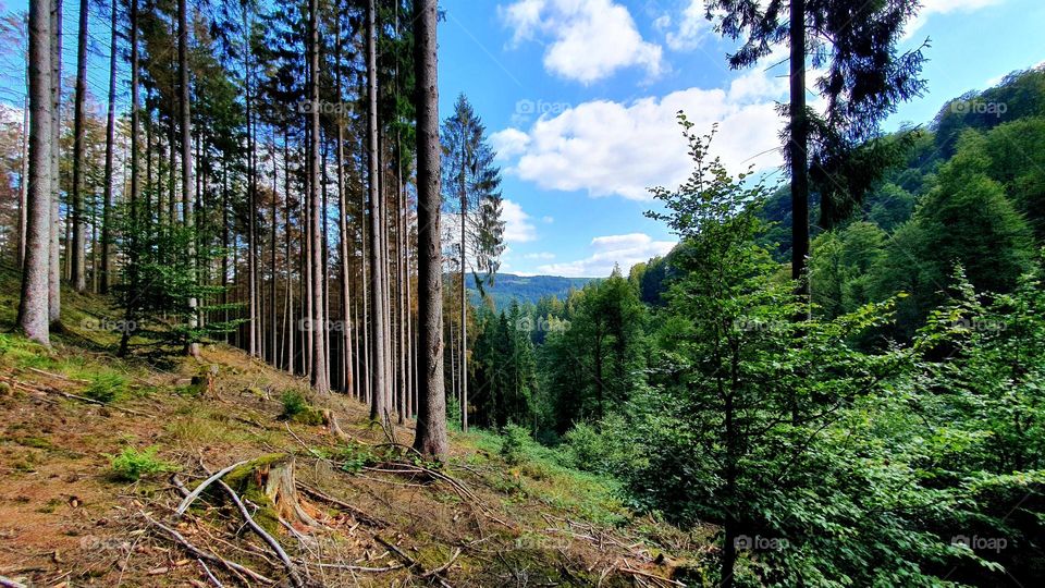 forest in sauerland