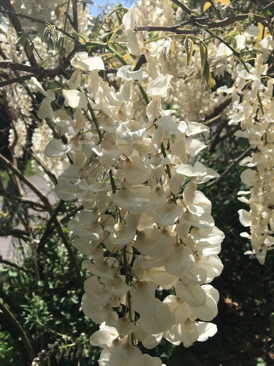 White wisteria