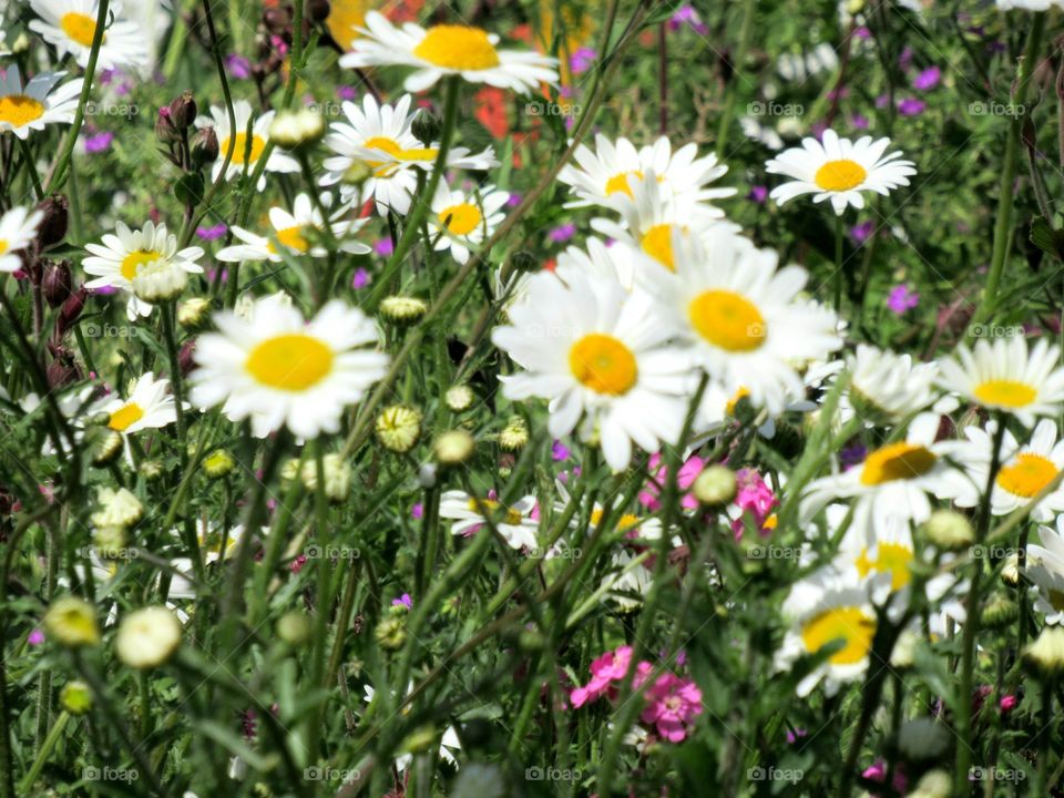 Wild flower meadow