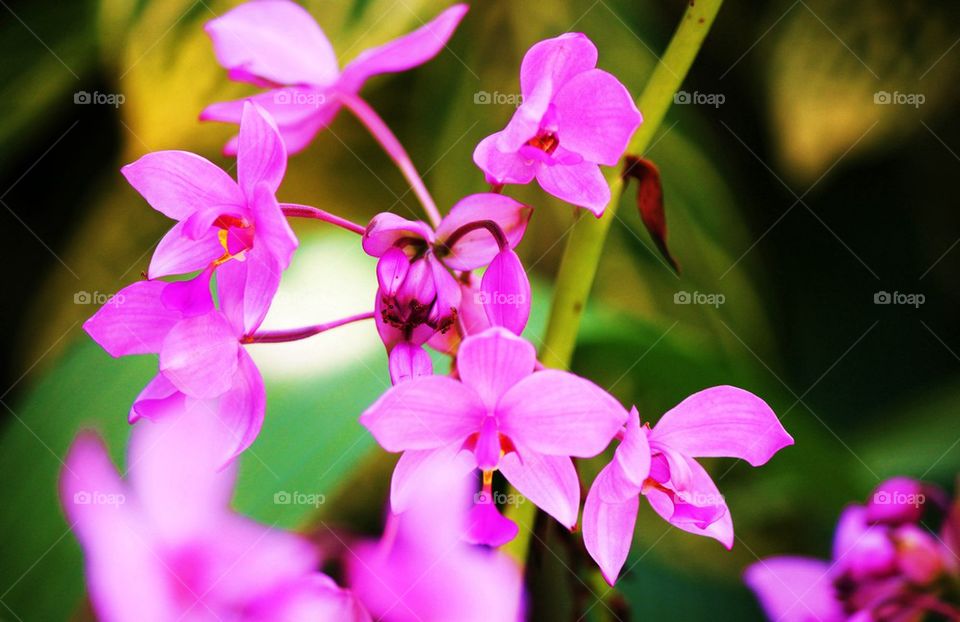 Orchid in bloom 