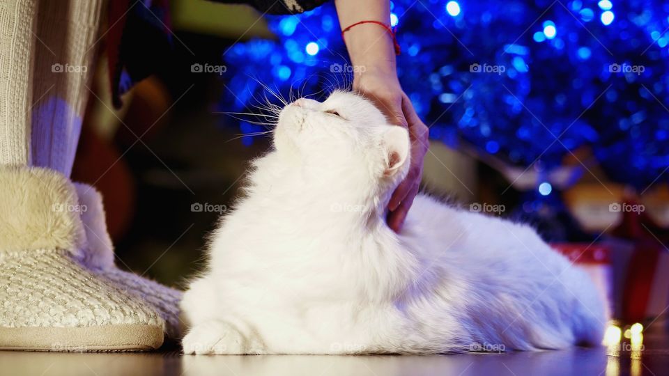 Person's hand stroking cat
