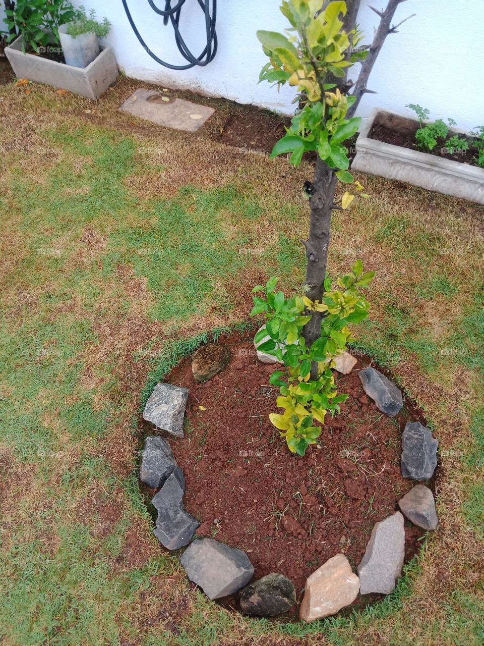 Garden, circle around a tree