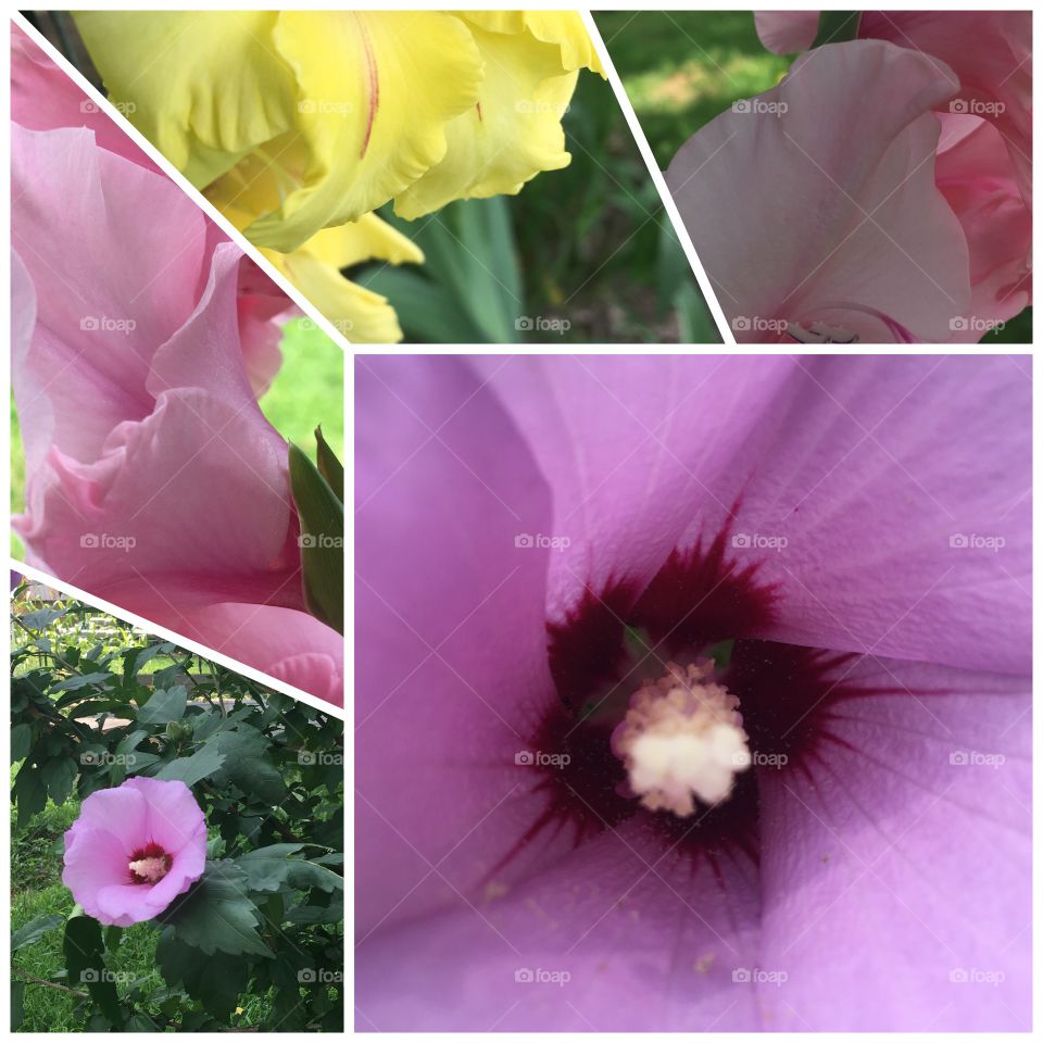 Colors of the season, love my Glads and Rose of Sharon all bursting with color! 