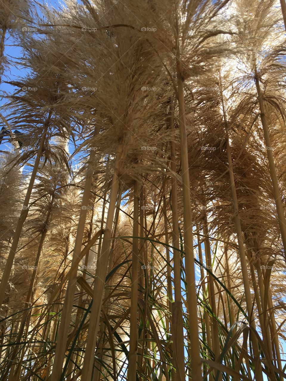 White Pampas Grass 