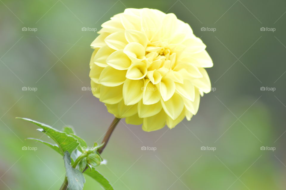 yellow flower Greenland