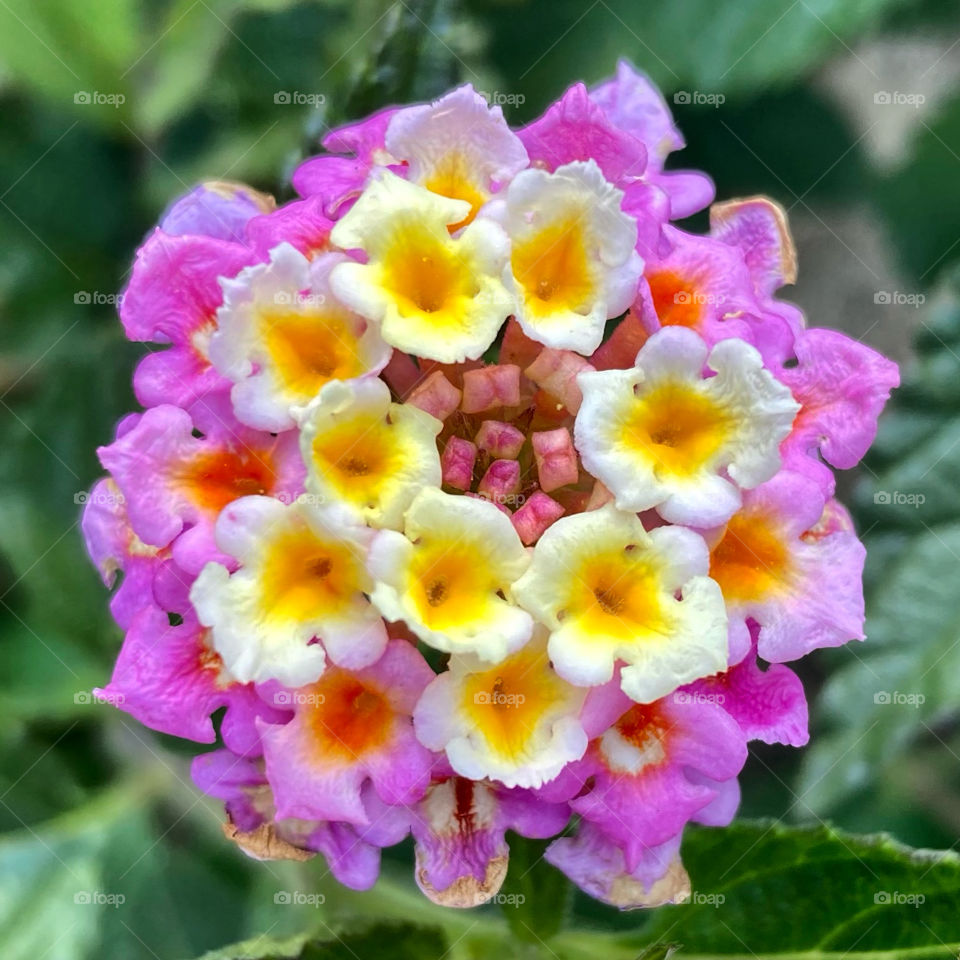 🌹 🇺🇸 Very beautiful flowers to brighten our day.  Live nature and its beauty. Did you like the delicate petals? / 🇧🇷 Flores muito bonitas para alegrar nosso dia. Viva a natureza e sua beleza. Gostaram das pétalas delicadas? 