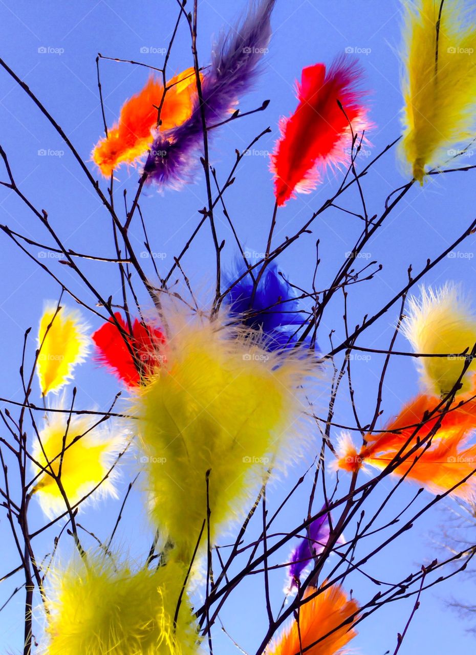 Colourful feathers on twig