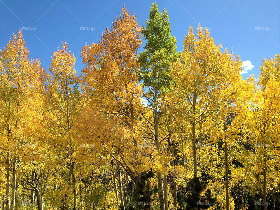 Fall Colors in Colorado