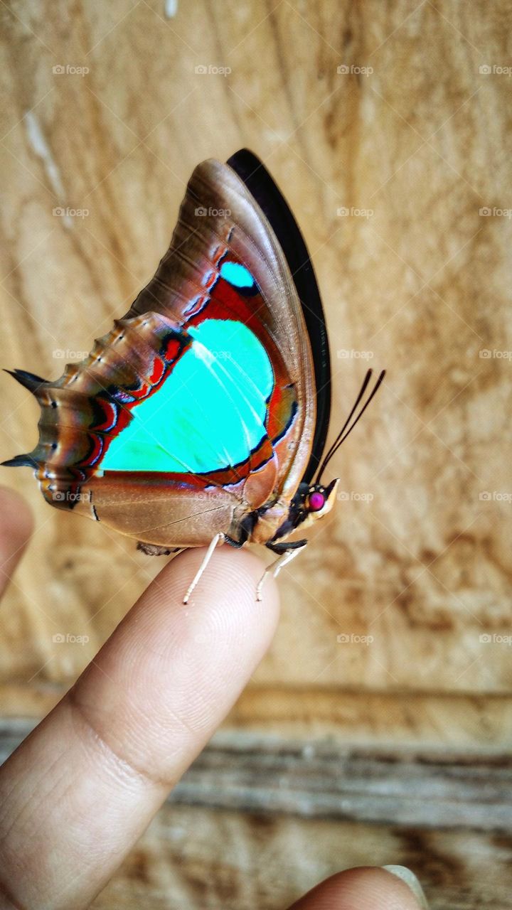 Butterflies on fingertips