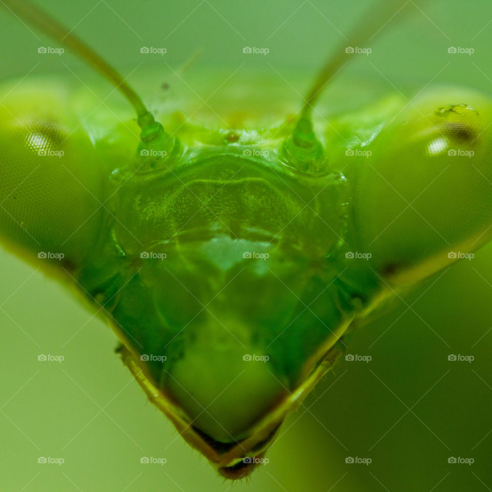 Selfie of a Mantis