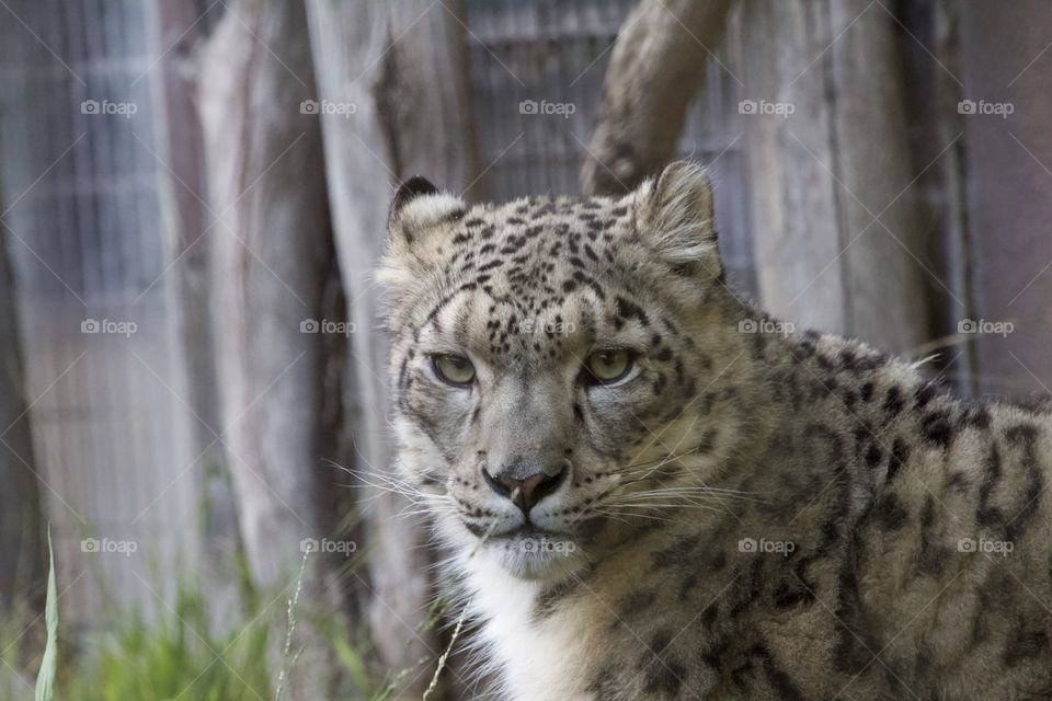 Snow Leopard 