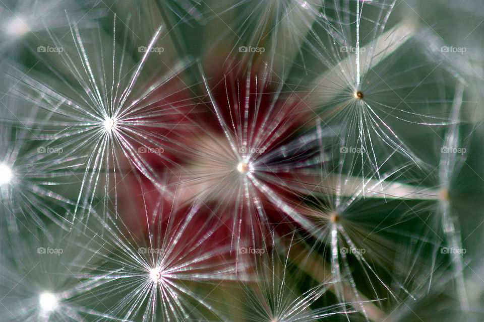 Dandelion Seed Heads
