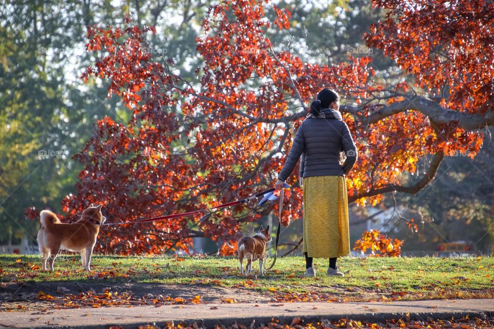 Walking the dogs