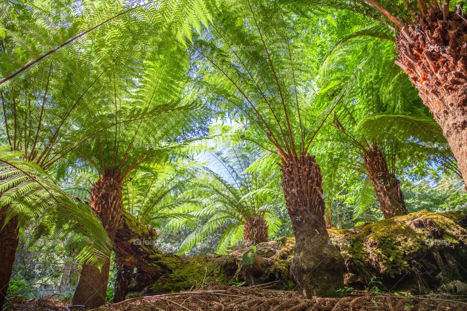 Tree ferns Plants at the Lost Gardens of heligan 