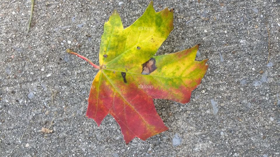 painted leaf of fall