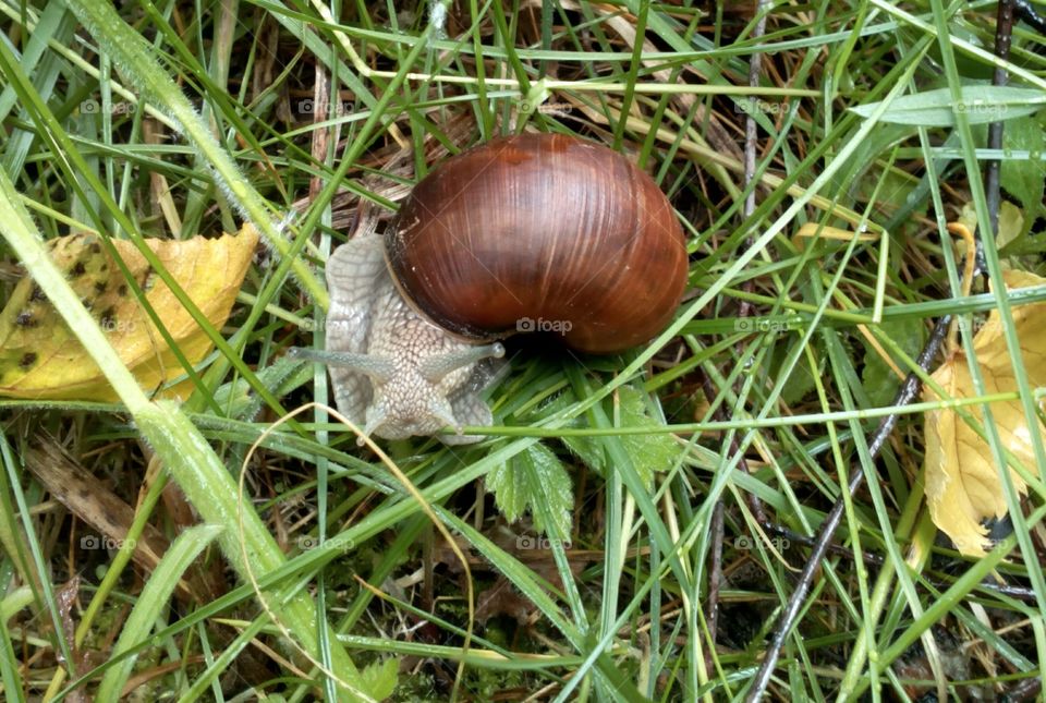 Nature, Food, Garden, Fall, Leaf