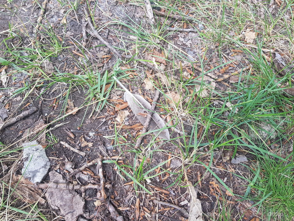 A gray / white feather on the ground under a small branch. Outside in nature.