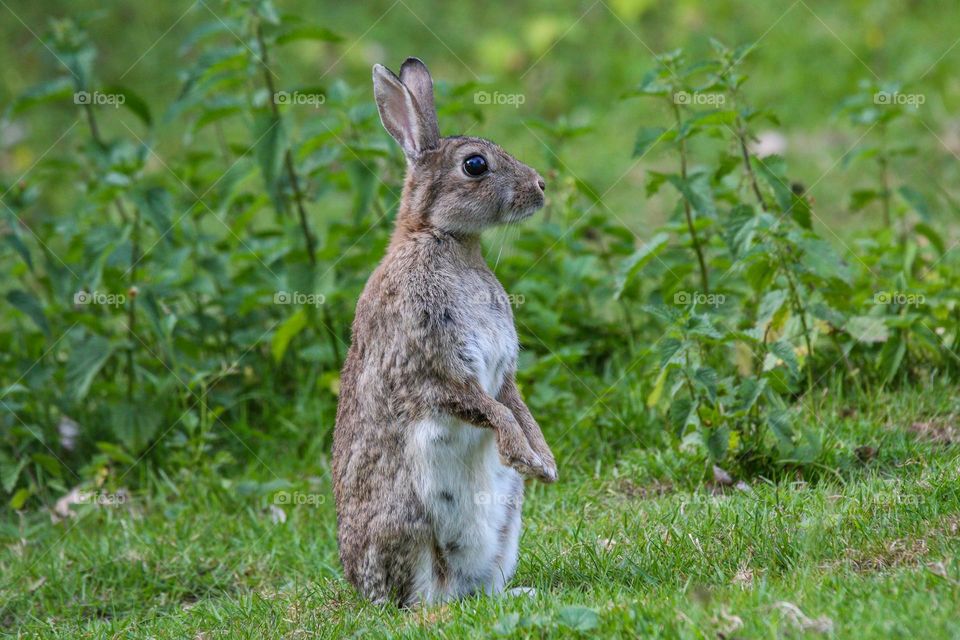Bunny standing in a park, checking if the area is safe!