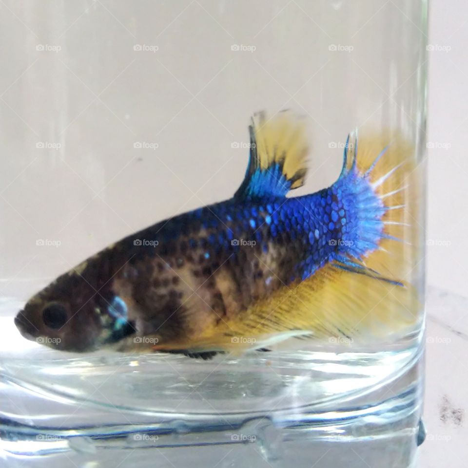 Betta fish.