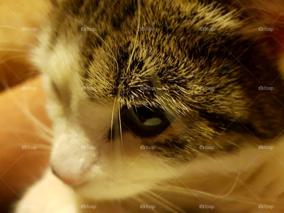 A rather tiny, strangely focused cat head.