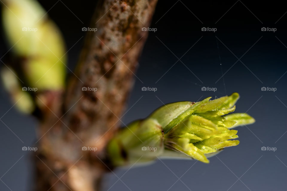 First spring leaf on the tree