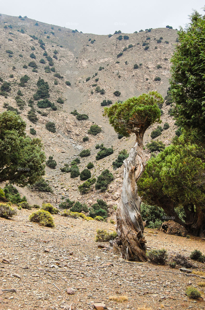 Lonely tree in the mountains . strange tree