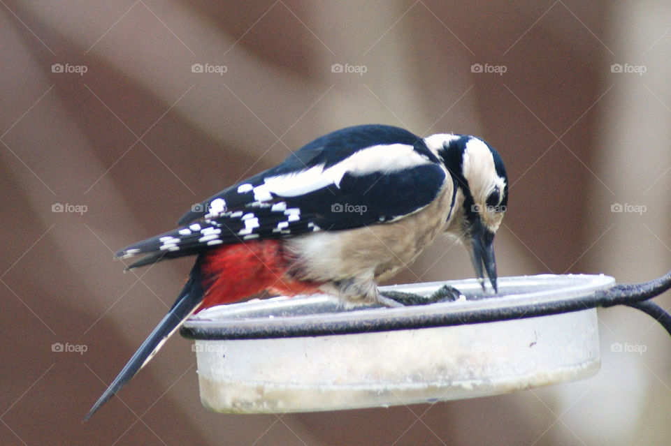 great bird spotted woodpecker by diversion