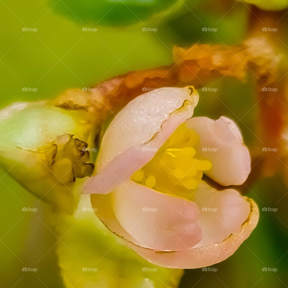 The Flowers of my Garden: The scientific name of this plant is Begonia cucullata. But it is popularly known as wax begonia.
As Flores do meu Jardim: O nome científico desta planta é Begonia cucullata.Mas é conhecida  como Begônia de cera.