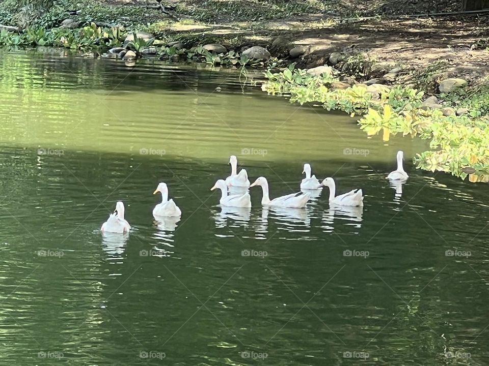 a flock of ducks