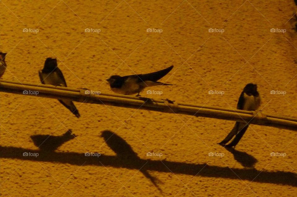 Swallows and shadows