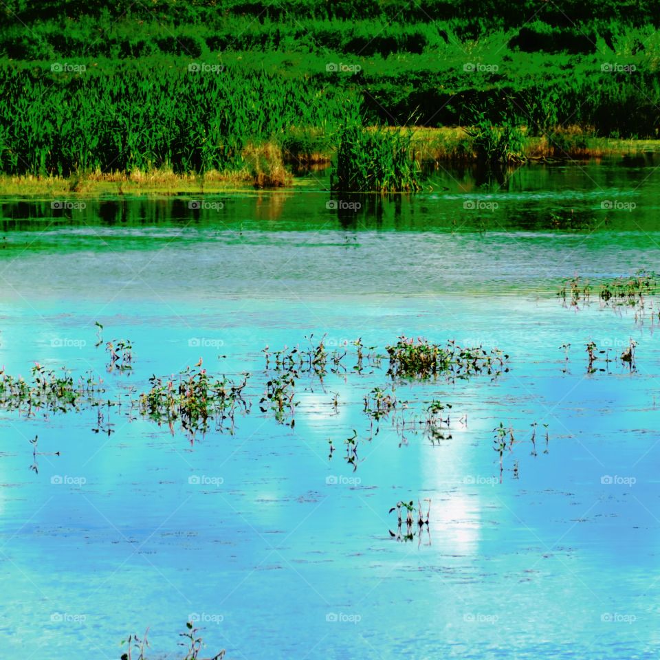 Nothing so peaceful like a pond teeming with life 