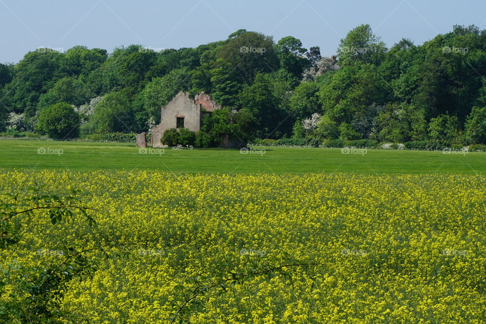 Field of gold ... 