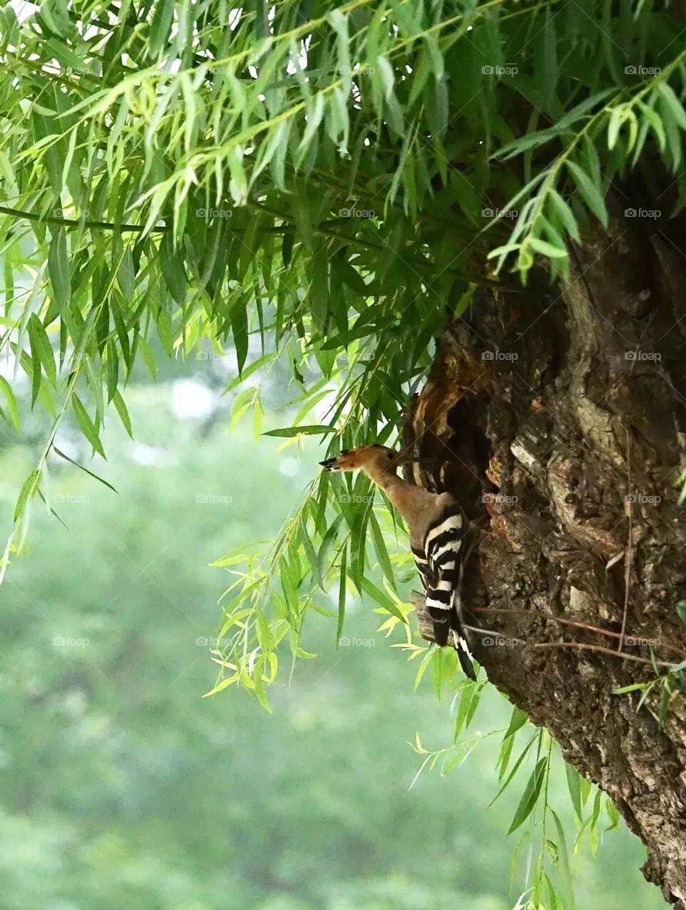 Precious moments, worth feeling this peaceful moment , birds is freedom in sky.