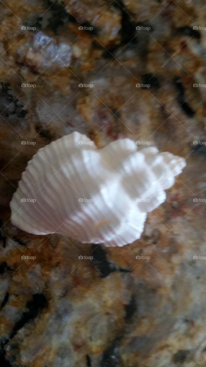 Tiny white shell