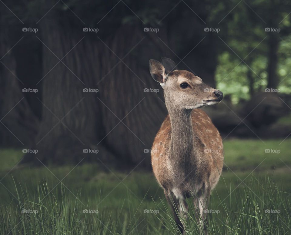 A young deer in woodland and grasses