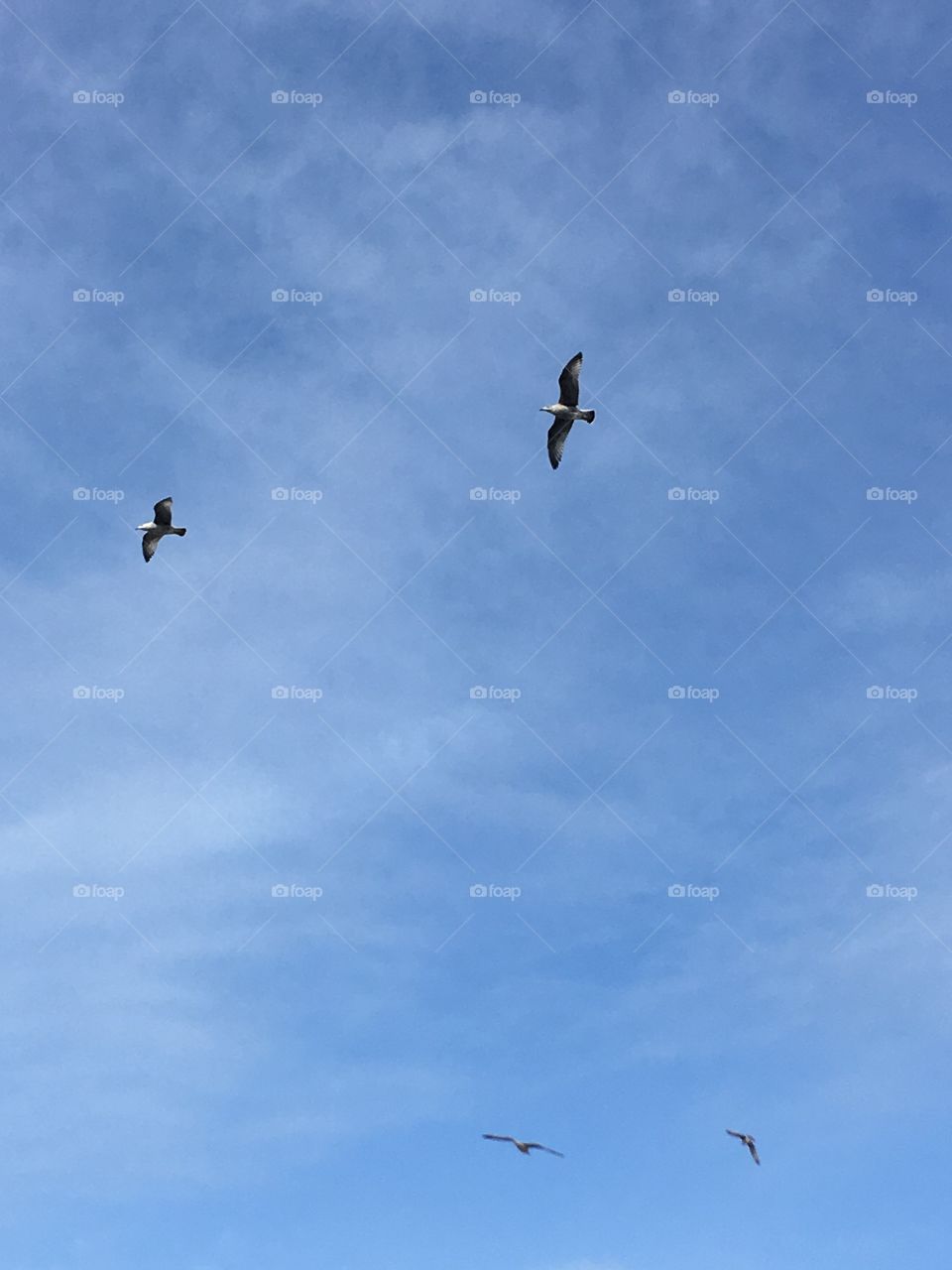 Seagulls on flight blue sky