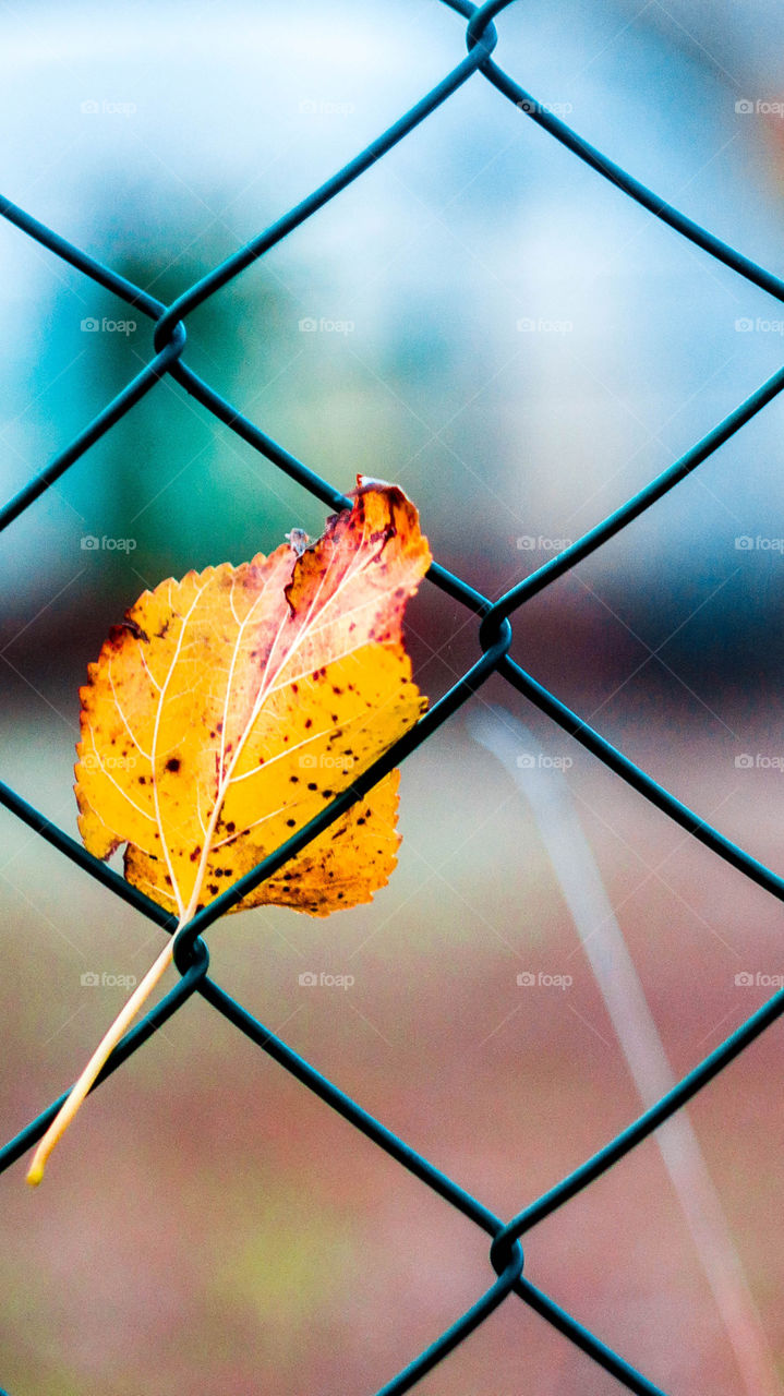 leaf stucked in the fence