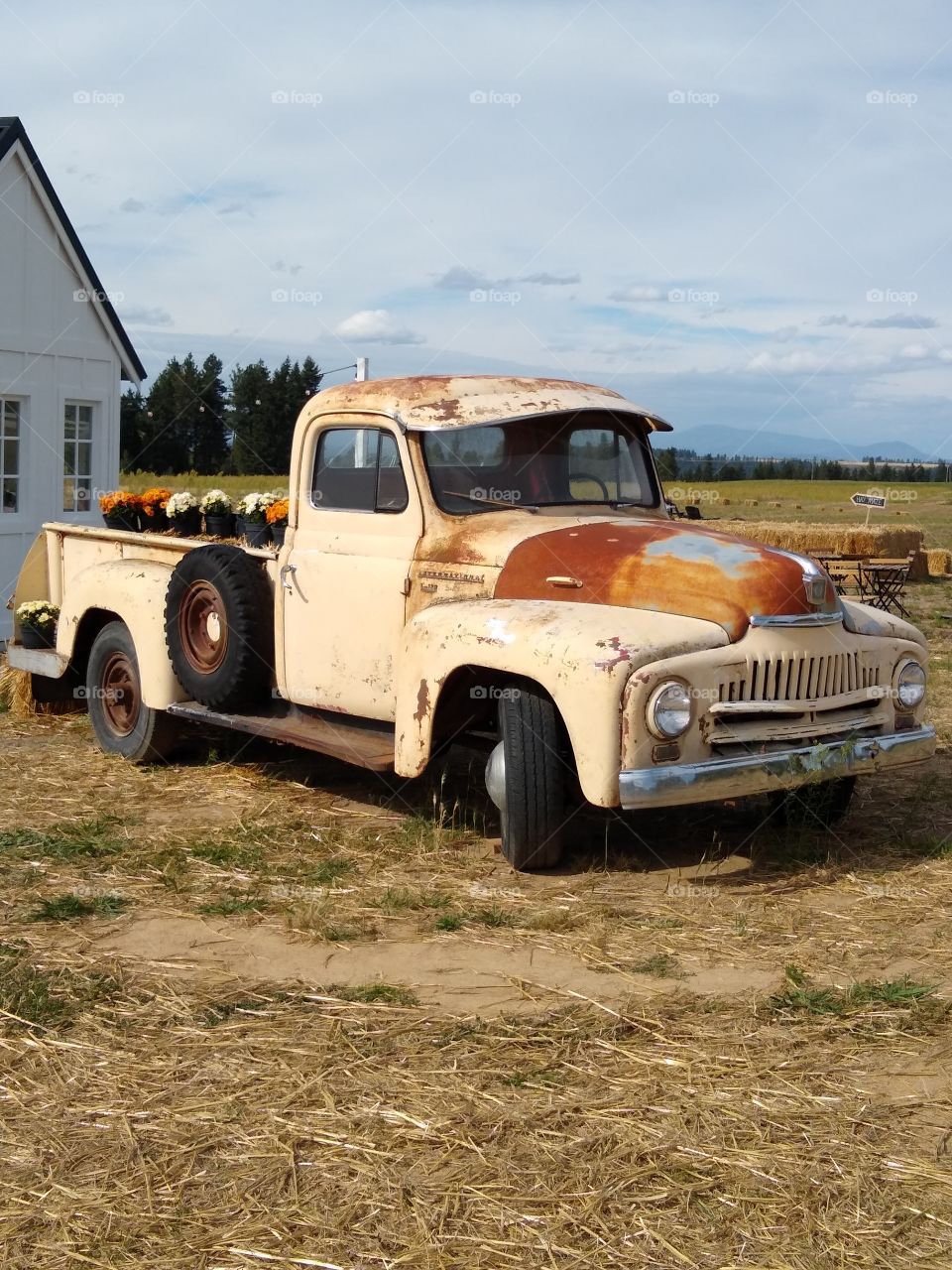Antique pickup truck